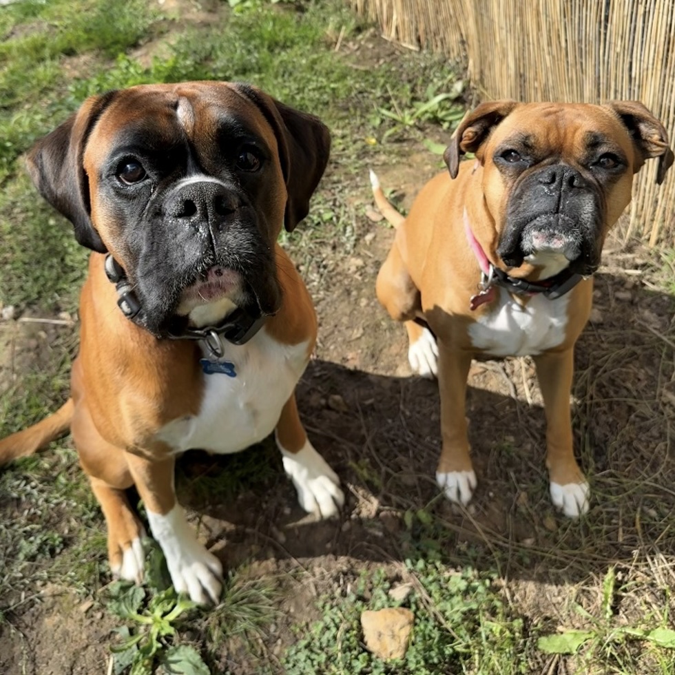 Bella and Dexter, Morale Officers at Allview Electrical
